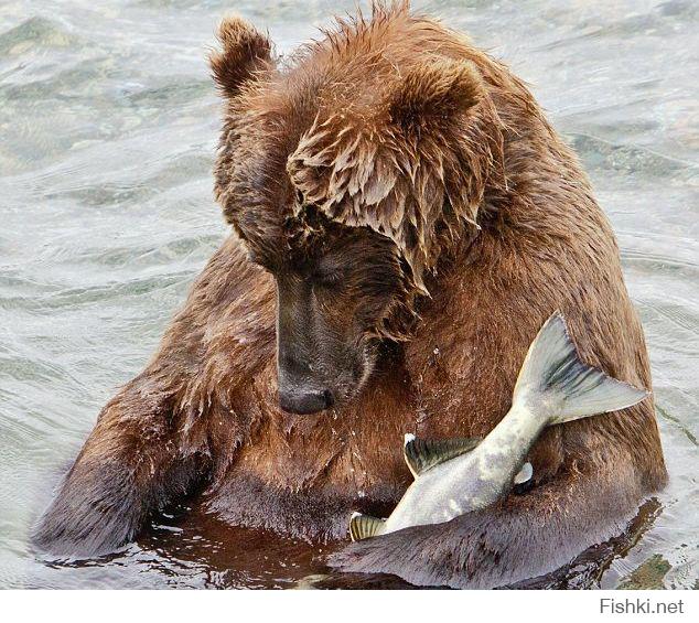 Медведь опустил лосося в воду, чтобы тот не задохнулся)