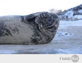 калининградский тюлень