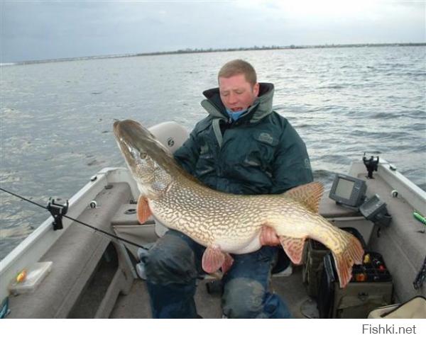 Самый крупный гигант был пойман на Ладожском озере в районе г. Сортавала, Щука весила 49 килограмм 200 грамм, схватив как живца только что пойманную щуку весом 5 кг.