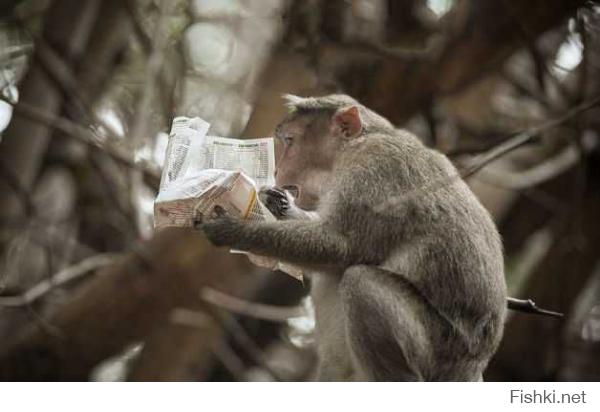 обезьяныч прочел о БЖРК “Молодец”