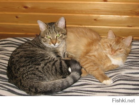 У меня коты - Мария (рыжая) и Степан (серый)
Это совпадение?
Документальное подтверждение прикладываю