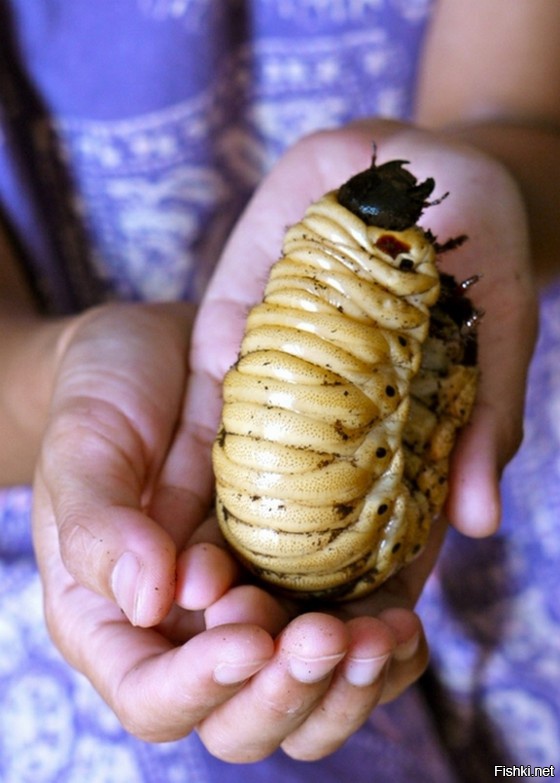 Бывают. Например, личинка жука Голиафа.
А это похоже на фотошоп личинки майского жука.