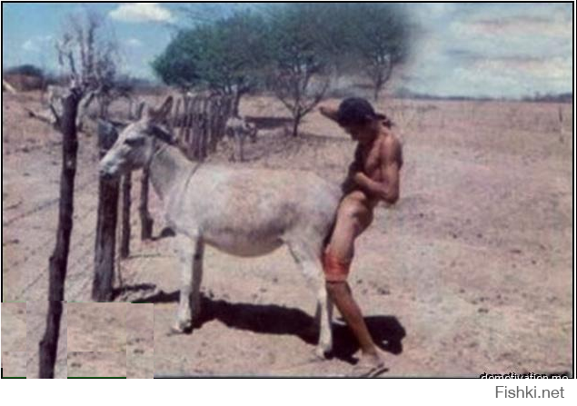 Donkey sex clips